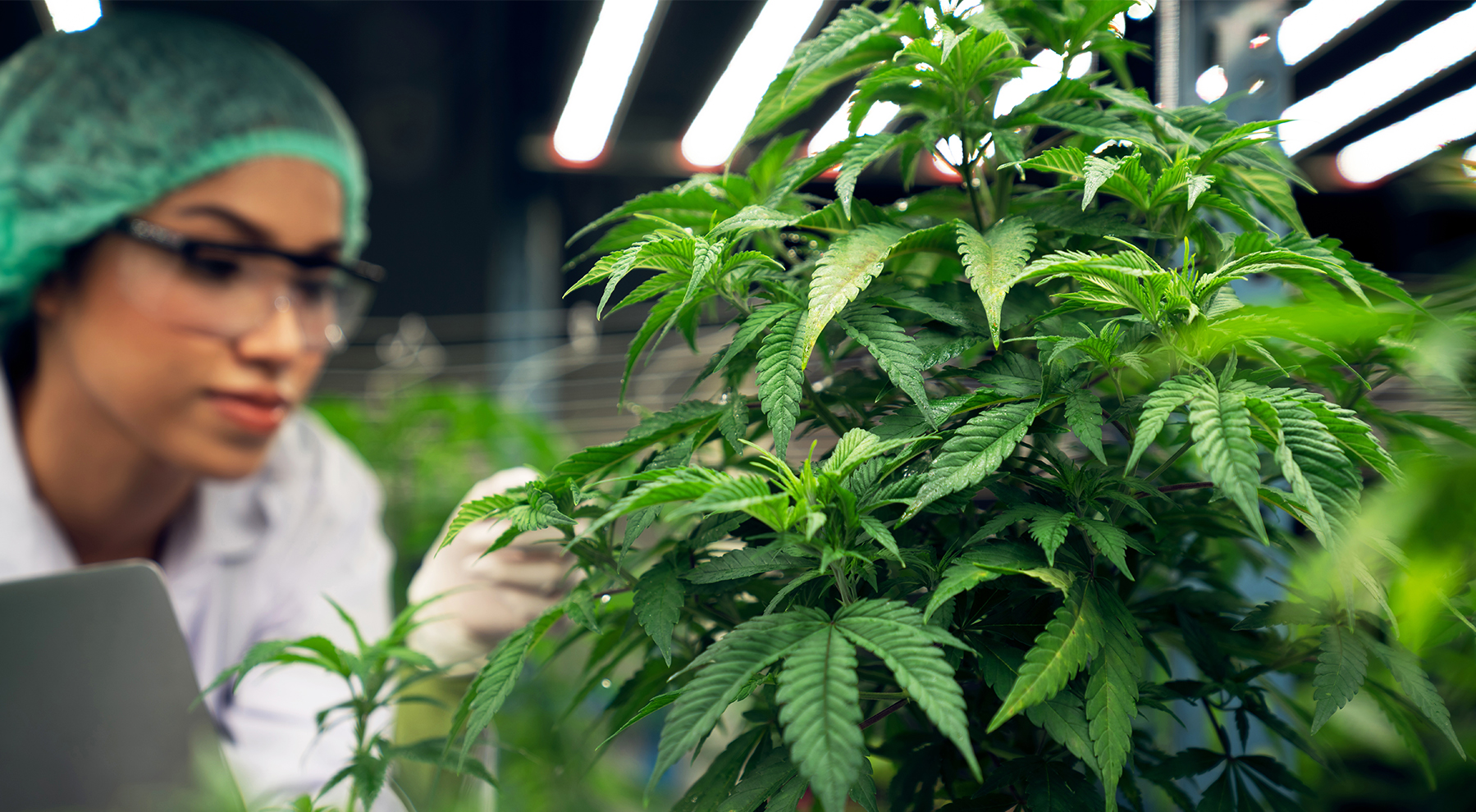 Transforming Cannabis Production Efficiency with GROW with SAP